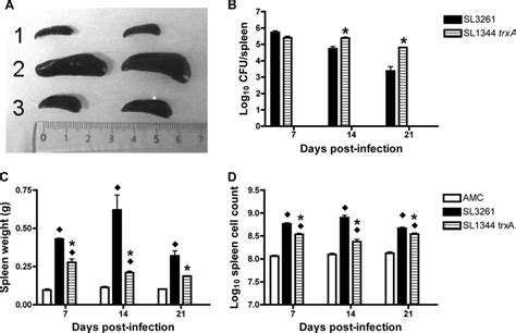 Reduced Splenomegaly In Mice Infected With Sl1344 Trxa A Gross