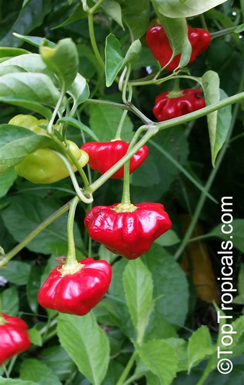 Capsicum Baccatum Pdf Taka Vegetable