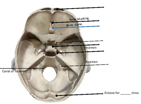 Inner skull bone markings Diagram | Quizlet