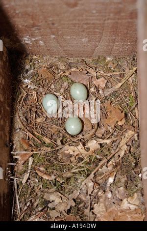 Ficedula Hypoleuca Pied Flycatcher Eggs Stock Photo Alamy