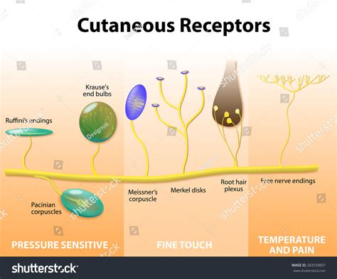 Cutaneous Receptors Sensory Receptors Human Skin Stock Illustration