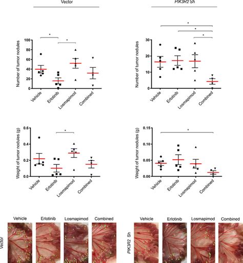 P38 Mapk Inhibitor Losmapimod Re Sensitizes Pik3r2 Depleted Tumors To Download Scientific