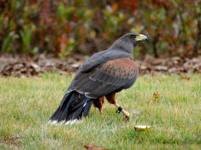 The Online Zoo - Harris's Hawk