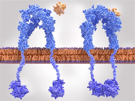 Lesson Explainer: Structure of Proteins (2022)