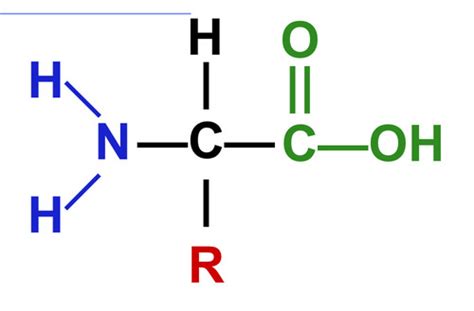 Classifying Organic Molecules Flashcards Quizlet