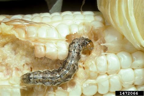 Corn Earworm Tomato Fruitworm Helicoverpa Zea Boddie