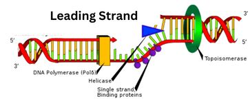 Contrasting How The Leading Lagging Strands Add Nucleotides To The