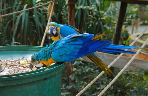 Premium Photo Two Blue Parrot Macaw Eating Food