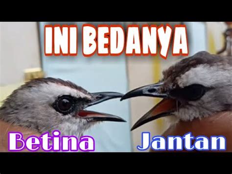 Tips Cara Membedakan Trucukan Jantan Dan Betina Bird Gander Youtube