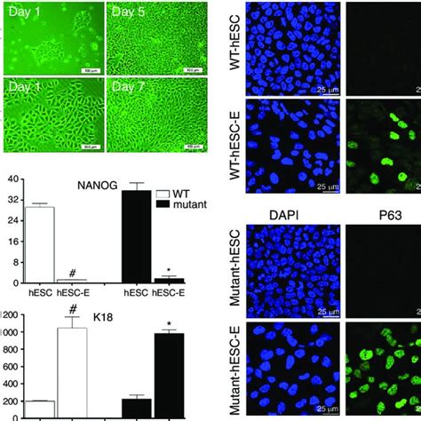 Direct Differentiation Of Human Embryonic Stem Cells Hescs Into