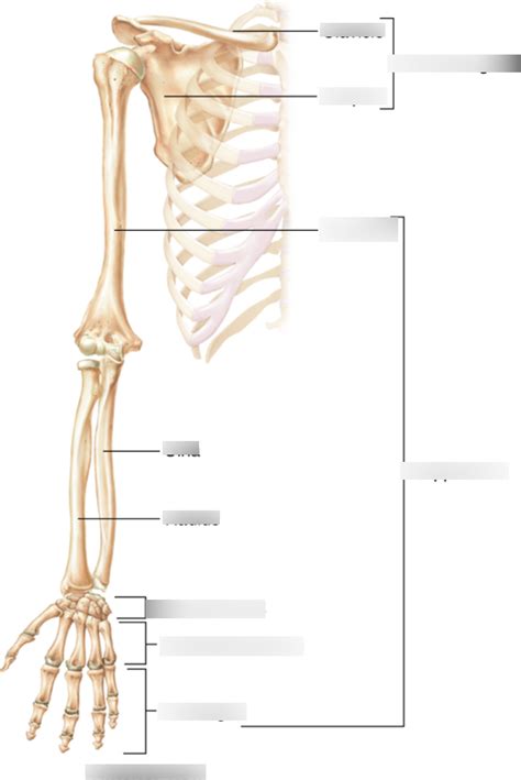 Bones Of The Upper Limb Lower Limb Anatomy Diagram Quizlet