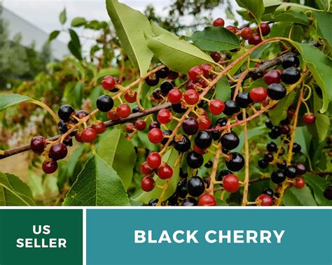 Cherry Black Cherry Tree 15 Seeds Culinary & Medicinal | Etsy