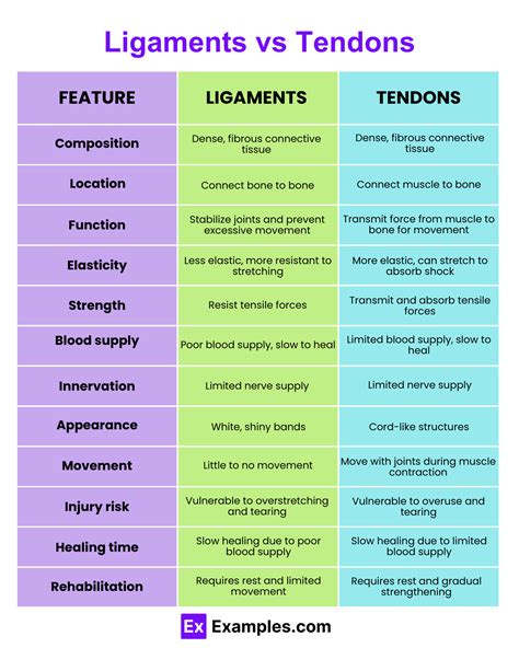 Ligaments Vs Tendons Key Differences And Similarities Explained