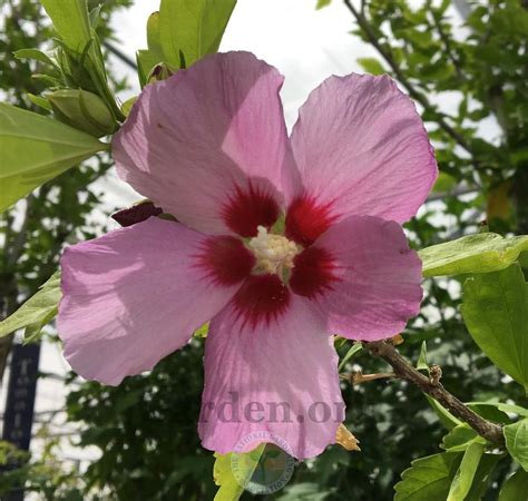 Photo Of The Bloom Of Rose Of Sharon Hibiscus Syriacus Minerva