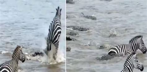 WATCH: Zebras disappear after jumping into river full of crocodiles