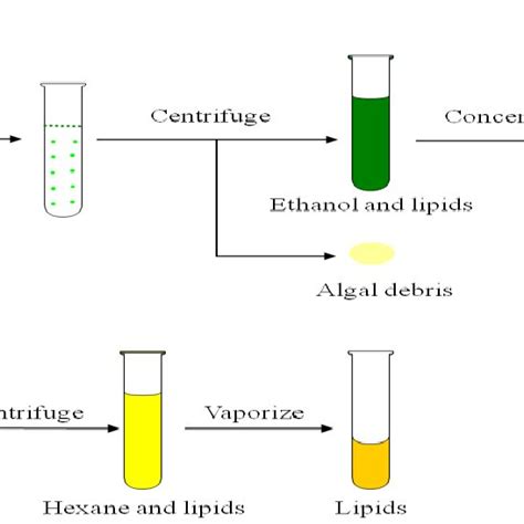 Pdf Lipid Extraction And Transesterification Techniques Of Microalgae