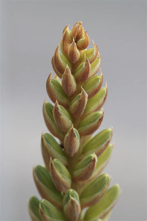 Nature Plant Triticum - Free photo on Pixabay - Pixabay