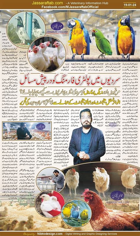 Poultry Winter Management Diseases Of Birds And Poultry