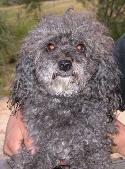 Grey Maltese Poodle