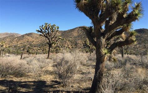 Joshua Tree Hiking Trail | Warren Peak Summit Hike