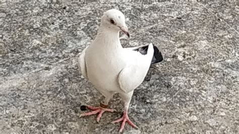 Visit My Breading Loft Male Female At Kasba Pigeons Corner