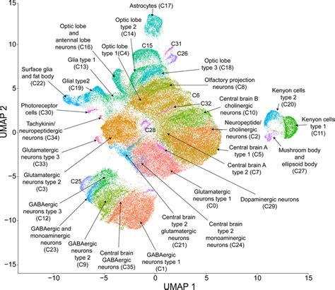 Umap Visualization And Clustering Of Single Cell Expression Data Cells