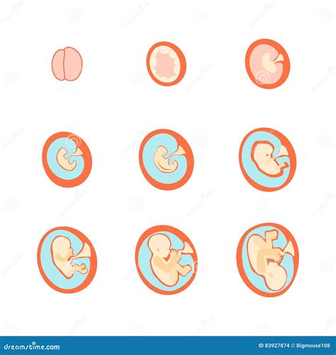 Pregnancy Fetal Growth Stage Development Vector Stock Vector