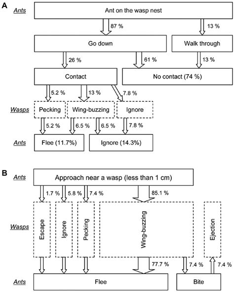 Ethogram Representing The Behavioral Sequences Of An Encounter Between