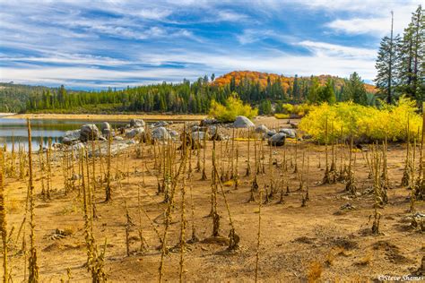 Ice House Reservoir Weeds Sierra Foothills Northern California