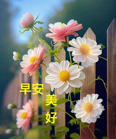 Pin By Francesca Goh On Chinese Quote In 2023 Beautiful Flowers Good Night Image Beautiful