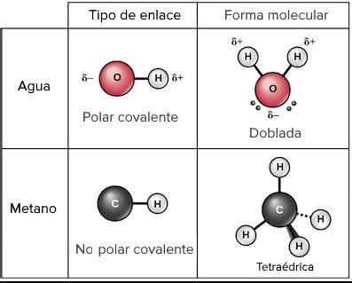 Enlace Covalente Polar Concepto Componentes Ejemplos