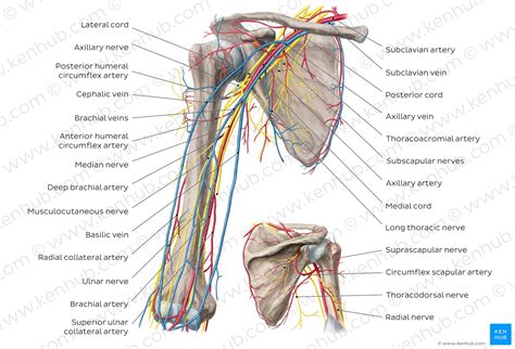 Anatomy Of The Arm Nerves Anatomy Reading Source