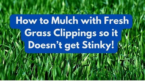 How To Mulch With Fresh Grass Clippings So It Doesn T Get Stinky Youtube