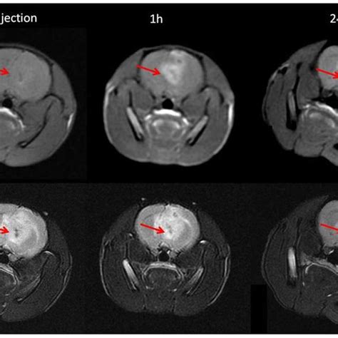 In Vitro MRI Test A B T 1 And T 2 Weighted MR Images Of Mn 3