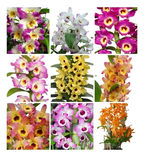 Kit Mudas Orquideas Dendrobium Pre Adulta Variadas Parcelamento