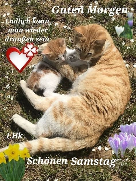 Pin von Helena auf Wochentag wünsche Guten morgen katze Guten morgen