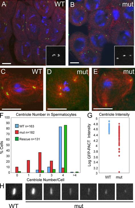 Ana3 Is Required For Centriole Structure And Cohesion AE WT A And