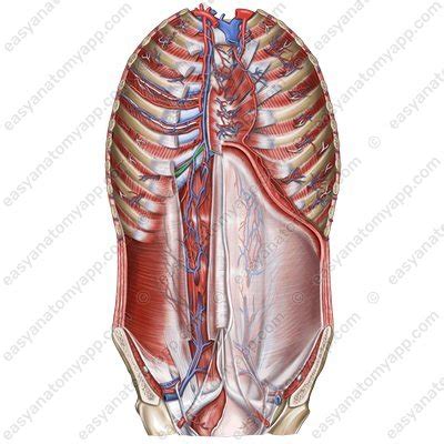 Subclavian artery – Easy Anatomy 3D