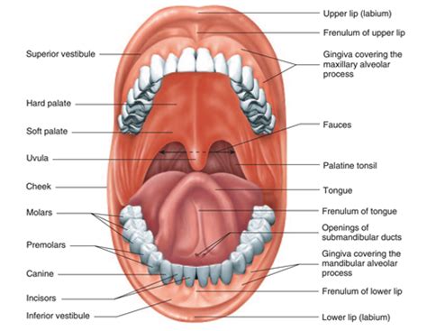 Top Lip Parts | Sitelip.org