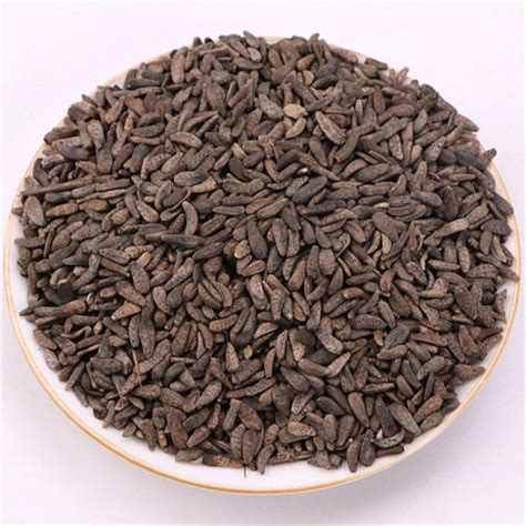 Niu Pang Zi Wholesale Natural Herb Burdock Seeds Arctium Lappa L Semen