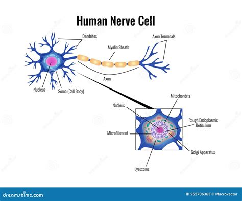 Human Nerve Cell Diagram