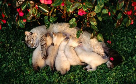 Cat Laying On Grass With Five Kittens Hd Wallpaper Wallpaper Flare