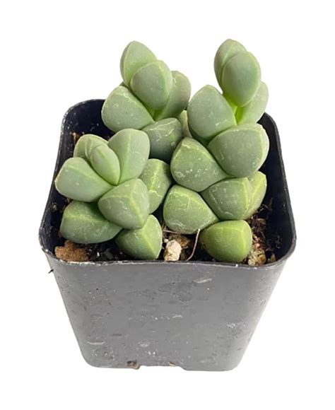 Foliagems Live Succulent Plants From Uskc 2 Pot Corpuscularia Lehmannii Ice Plant