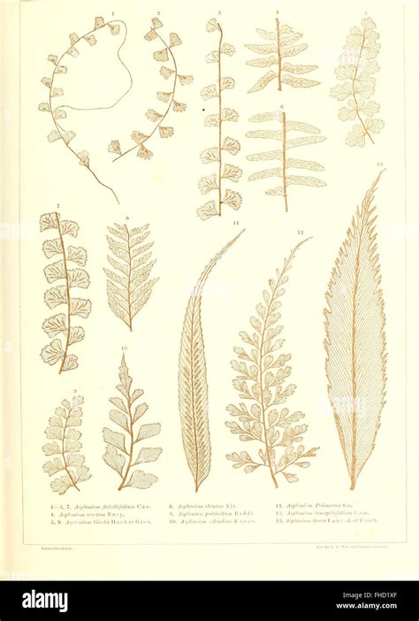 A Scientific Work On The Study And Identification Of Fern Species