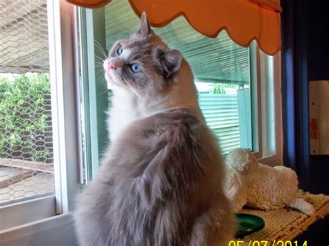 Ragdoll Cats And Psychogenic Alopecia Catsinfo