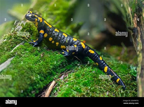 Salamander Habitat Hi Res Stock Photography And Images Alamy