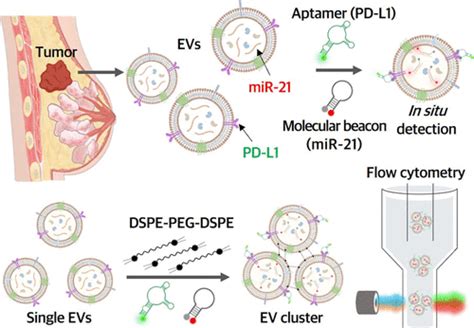 In Situ Simultaneous Detection Of Surface Protein And MicroRNA In