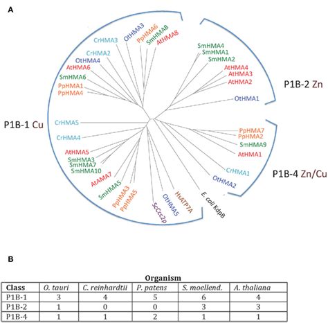 A Phylogenetic Tree Of P1B ATPases Heavy Metal Pumps From