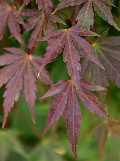 Green Japanese Maple J Frank Schmidt Son Co