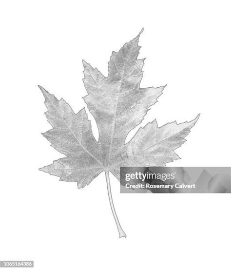 Leaf Veins Drawing Photos And Premium High Res Pictures Getty Images
